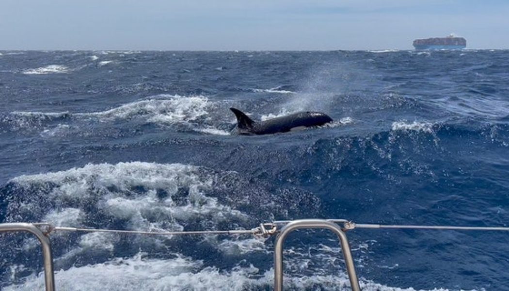 Killer whales ram boat off the coast of Morocco: 'We were sitting ducks,' says 'petrified' couple