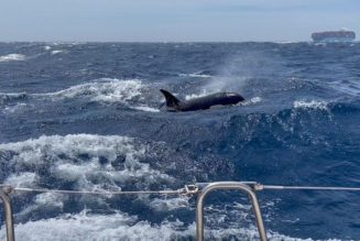 Killer whales ram boat off the coast of Morocco: 'We were sitting ducks,' says 'petrified' couple