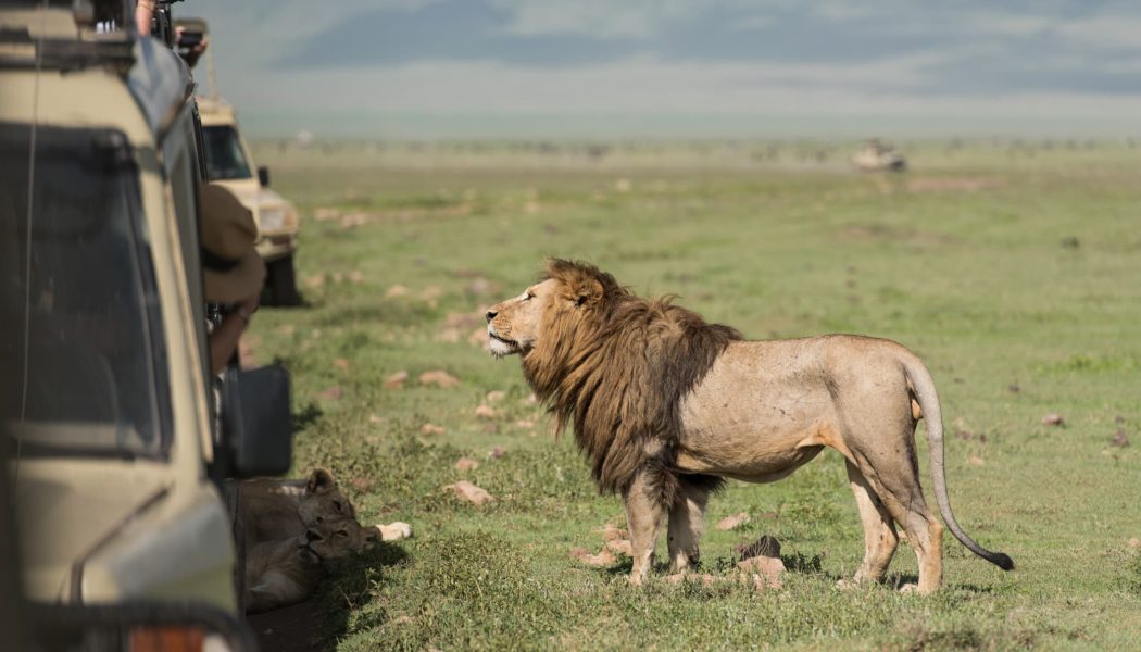 No, you can’t ride a lion on safari — why more companies are telling travelers ‘no’ these days