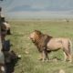 No, you can’t ride a lion on safari — why more companies are telling travelers ‘no’ these days