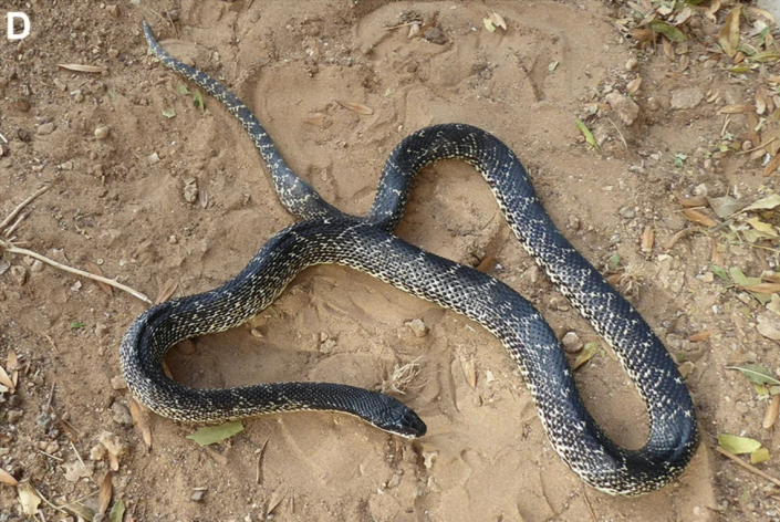 A captive Levant rat snake photographed in 2019.