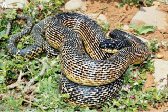 ‘Rare’ creature with ‘secretive lifestyle’ discovered as new species in Middle East