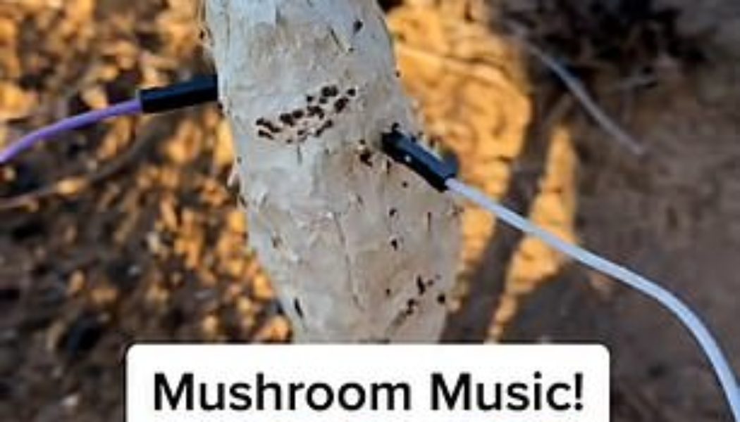 Scientist makes MUSIC out of mushrooms by wiring them to synthesiserÂ 