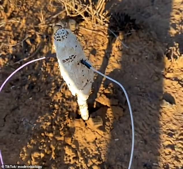 The videos Mr Nayar shares have wowed the internet, as social media users have been left astonished that mushrooms - and other living organisms - can produce amazing music that sounds like it belongs on the soundtrack of a '80s sci-fi film