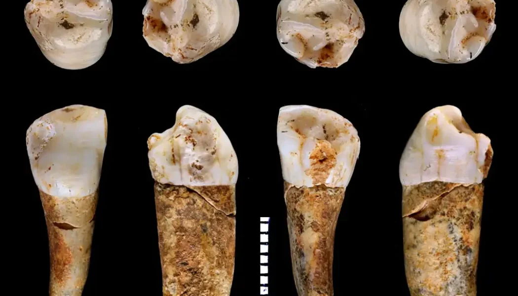 The Intriguing Lifestyle of Neanderthals – Tooth Enamel Reveals New Clues