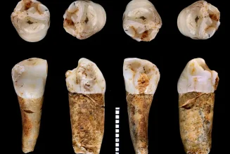 The Intriguing Lifestyle of Neanderthals – Tooth Enamel Reveals New Clues