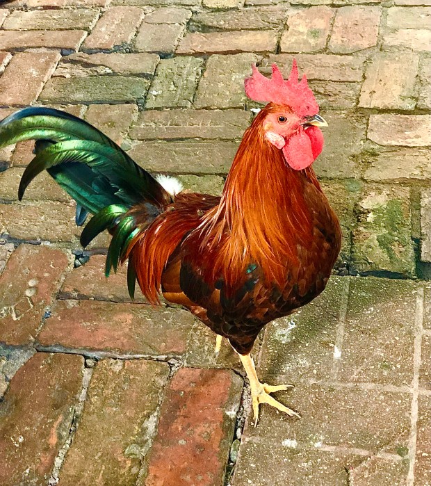 Free-range roosters are a common sight in Key West. (Photo by Amy Bentley)