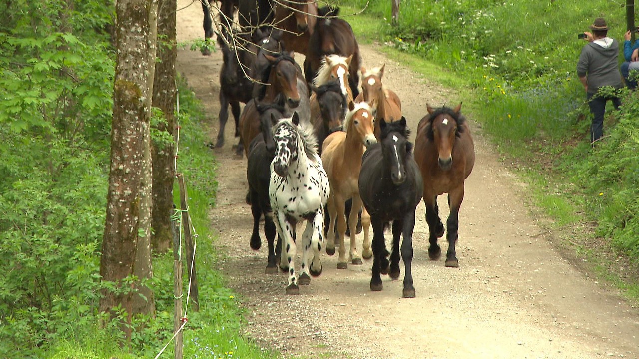 Norikerherde im Galopp