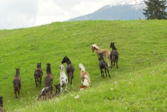 Vom Arbeitstier zum Lifestyle-Pferd