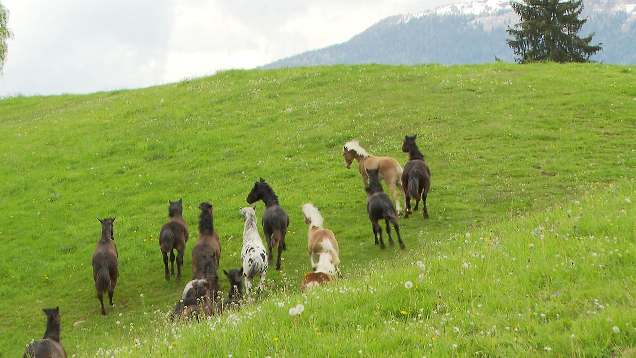 Norikerherde im Galopp