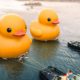 Florentijn Hofman's Giant Rubber Ducks Return to Hong Kong