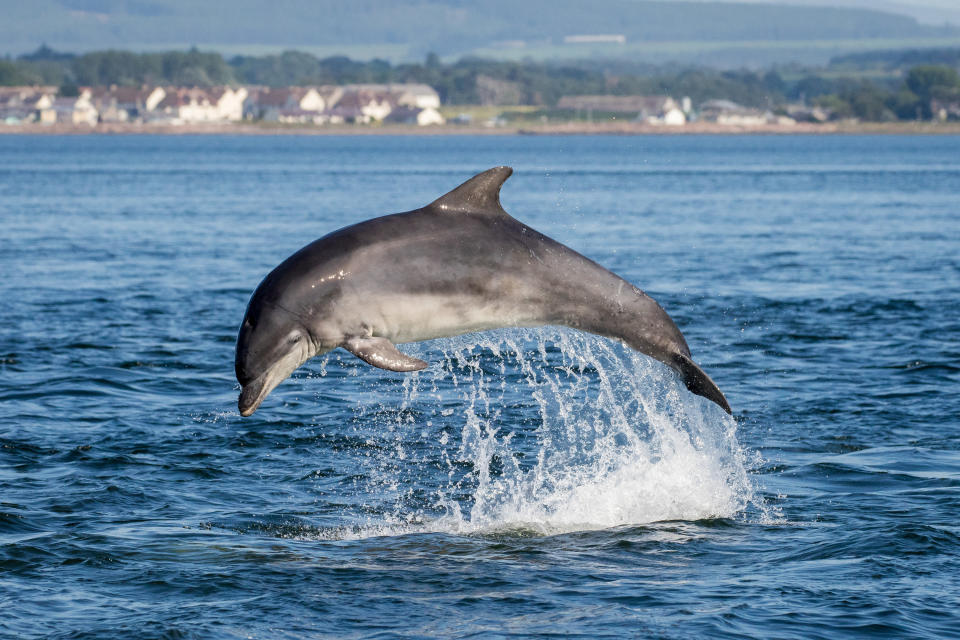 wild dolphin jumping out of the water