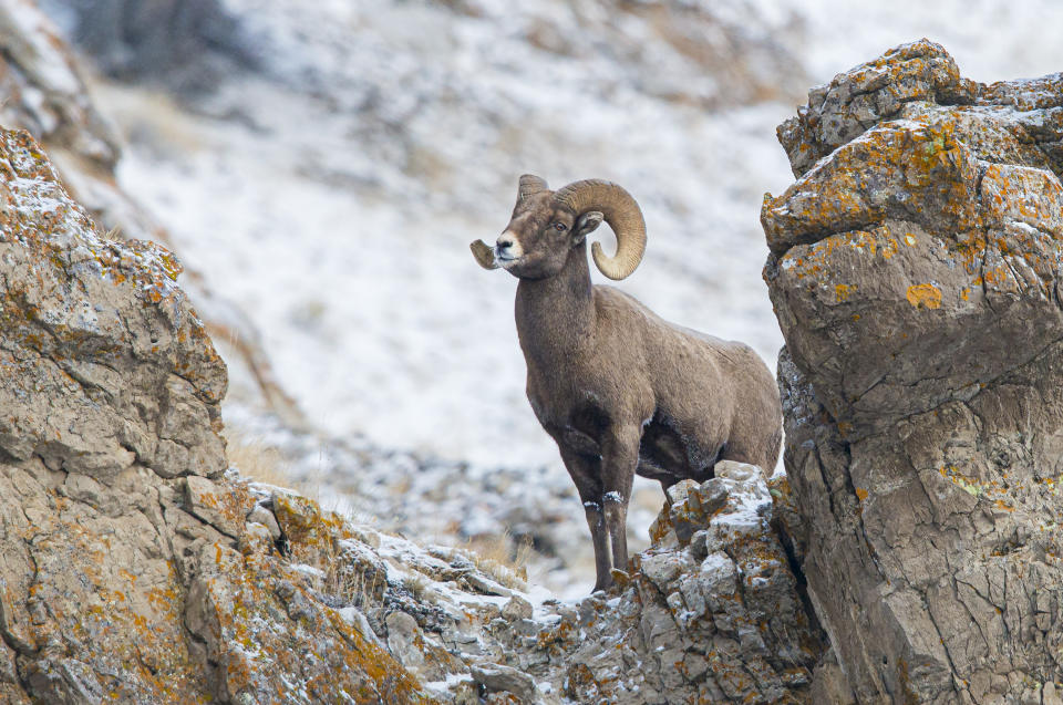 bighorn ram on the rocks at yellowstone