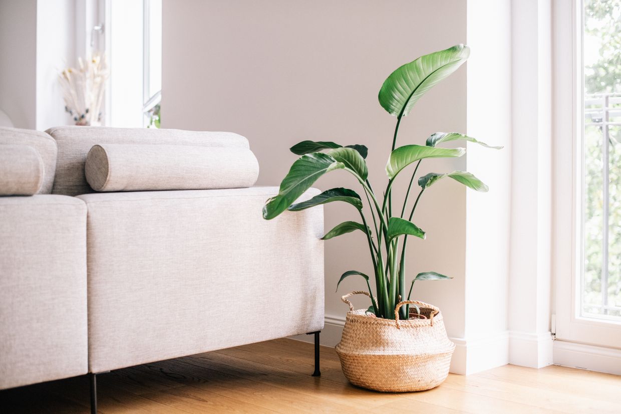 Plants not only help to liven up the room, but also improve indoor climate.