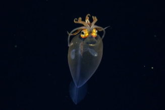 Never-before-seen deep sea octopus nursery with possible new species filmed