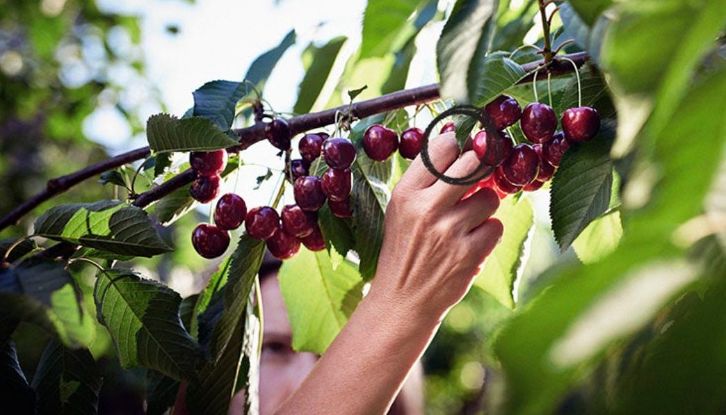 Are cherries suitable for people living with diabetes?