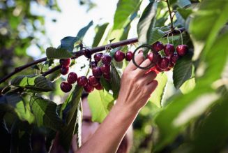 Are cherries suitable for people living with diabetes?