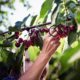 Are cherries suitable for people living with diabetes?