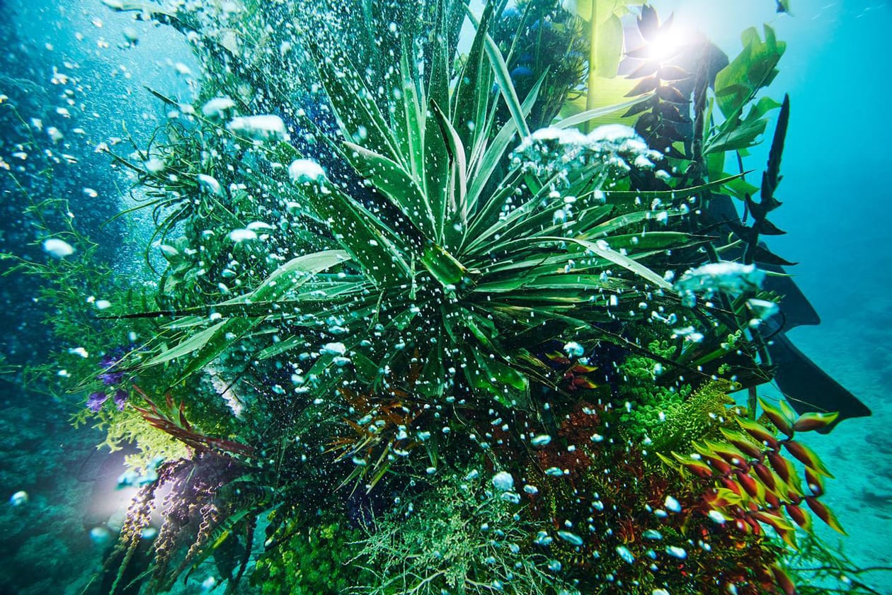 Azuma Makoto Submerges Floral Installation in Uncharted Ocean Waters in bloom artist creative flowers natural world coexist japanese sea nature natural world texture shape color vibrant display installation arrangement