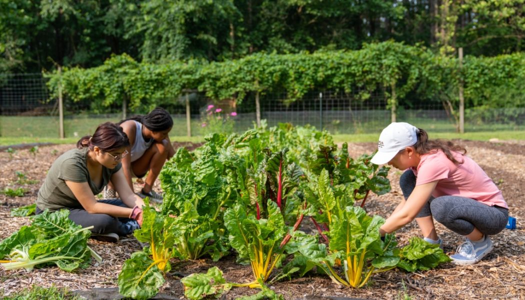 Campus Garden fosters community, sustainability and healthy living