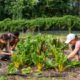 Campus Garden fosters community, sustainability and healthy living