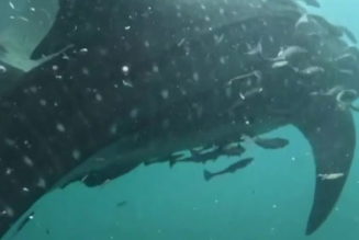 Five trapped whale sharks rescued from fishing nets by divers off Indonesia