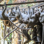 primate breeding center group macaques © Jo-Anne McArthur We Animals Media