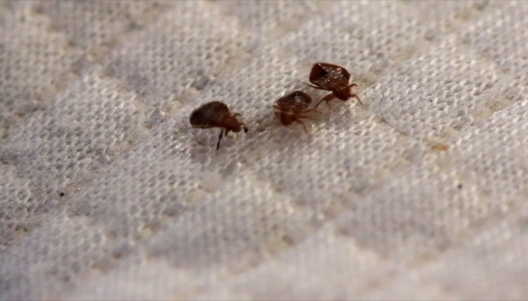 How to tell if you have bed bugs in hotels, rentals and what to do if you take them home