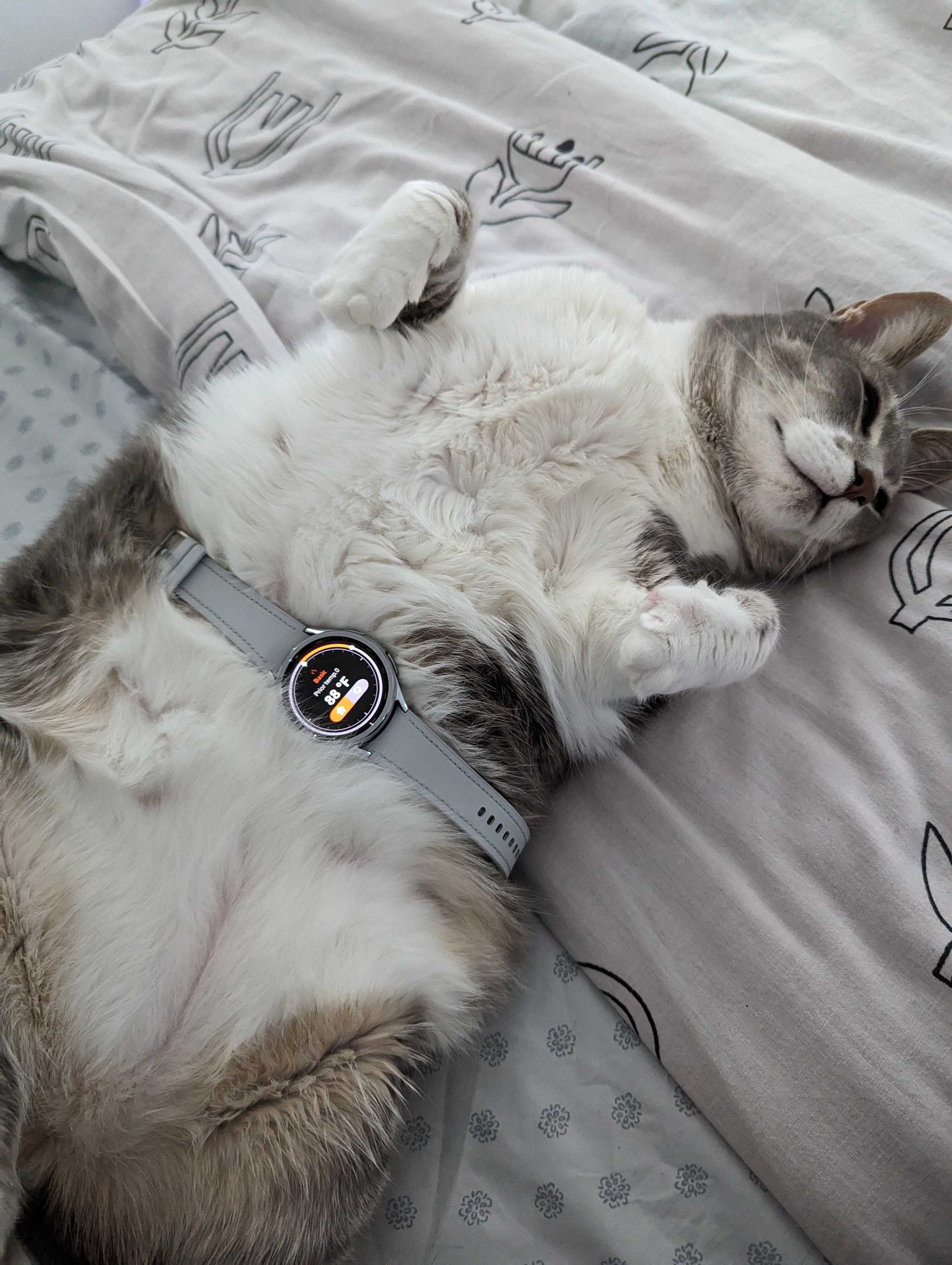 Fat cat lying belly side up with Galaxy Watch 6 showing the Thermo Check app with a reading of 88 degrees Fahrenheit