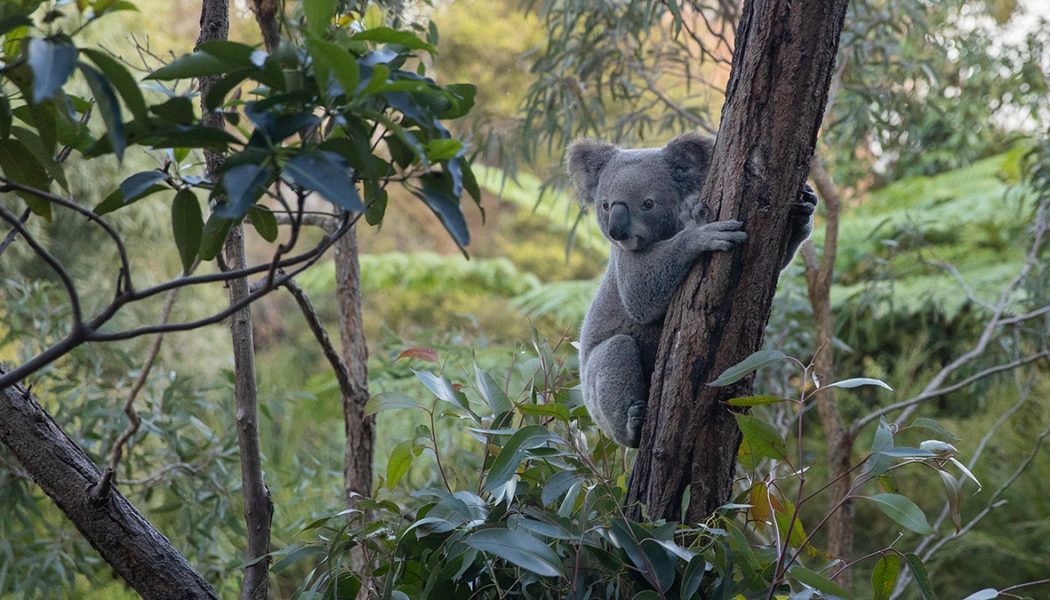 Australia travel guide: What to know before you visit the land down under