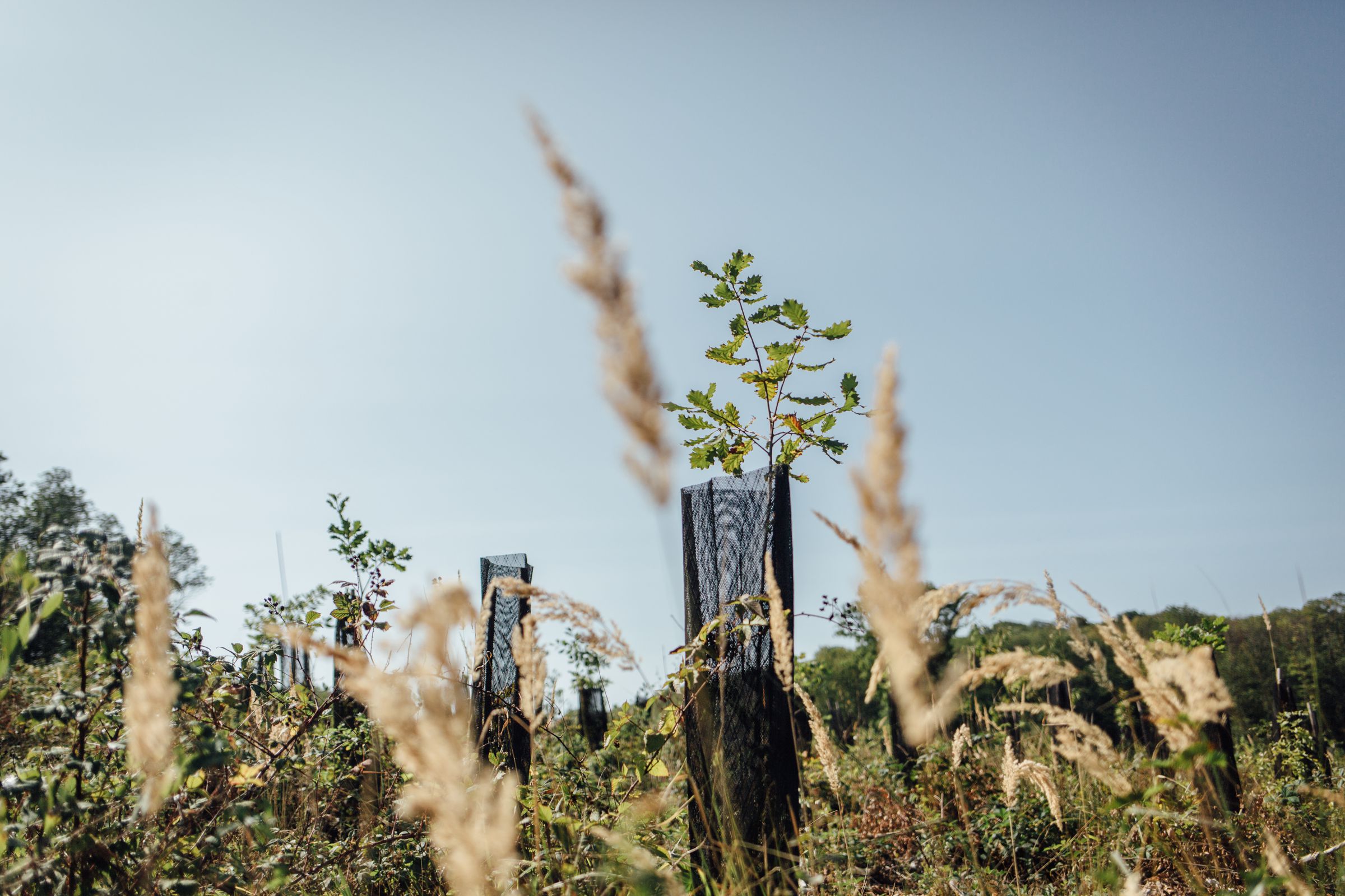 A tree sapling surrounded by wire fencing