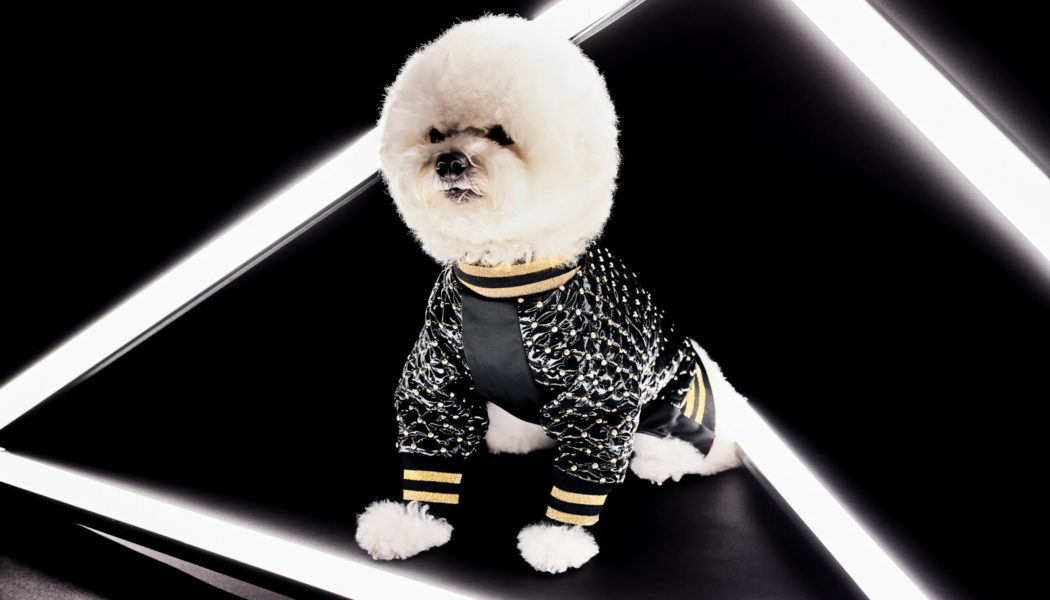 Luxury Pet Brand CharlieBaby Takes Canine Fashion to the Next Level. Introduces First Style in Its Stylish Bespoke Garments for the Exceptional Pooch