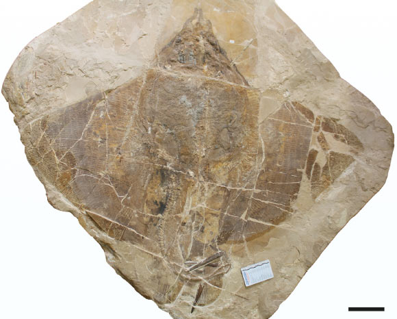 Dasyomyliobatis thomyorkei from the Eocene of Monte Bolca, Italy. Scale bar - 10 cm. Image credit: Marramà et al., doi: 10.1111/pala.12669.