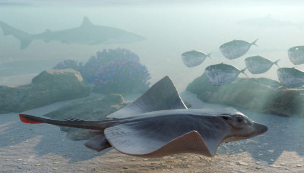 50-Million-Year-Old Fossil Helps Clarify Origin of Pelagic Lifestyle and Durophagy in Stingrays | Sci.News