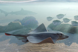 50-Million-Year-Old Fossil Helps Clarify Origin of Pelagic Lifestyle and Durophagy in Stingrays | Sci.News