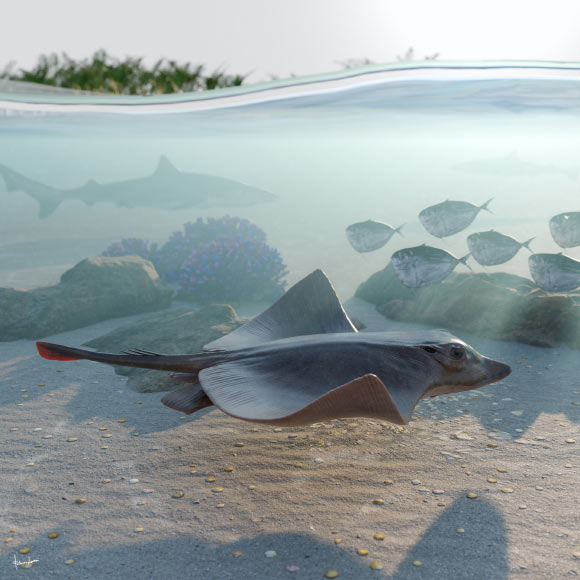 Life reconstruction of Dasyomyliobatis thomyorkei swimming in the marine tropical shallow waters of the western Tethys about 50 million years ago. Image credit: Fabrizio Lavezzi.