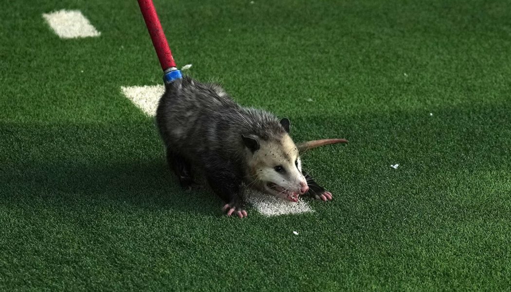 Possum disrupts TCU-Texas Tech game, goes viral after being dragged off the field