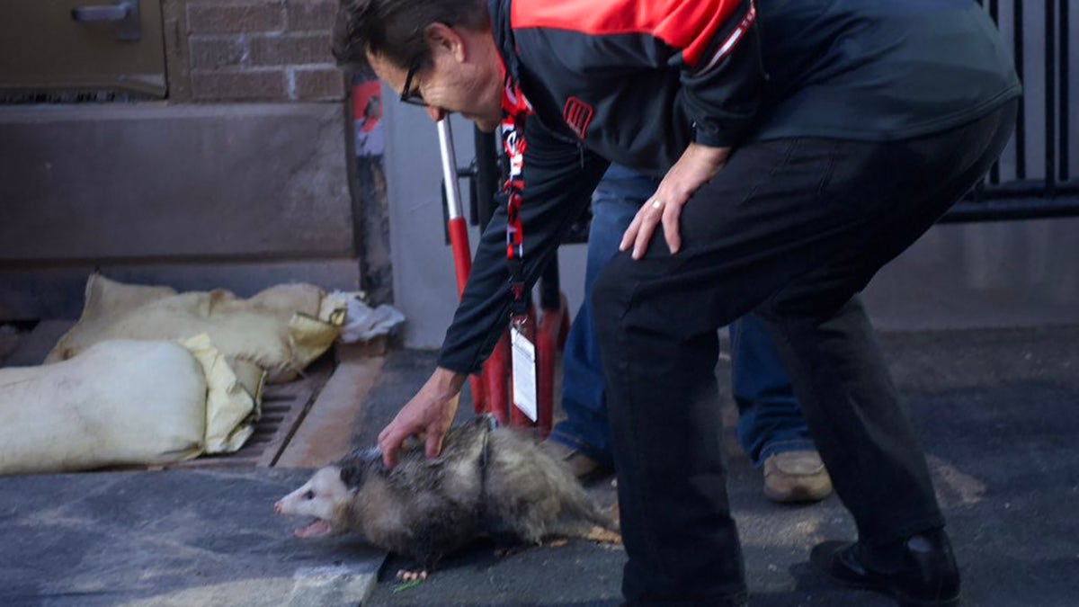 Texas Tech president pets a wild possum