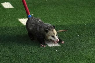 Possum disrupts TCU-Texas Tech game, goes viral after being dragged off the field