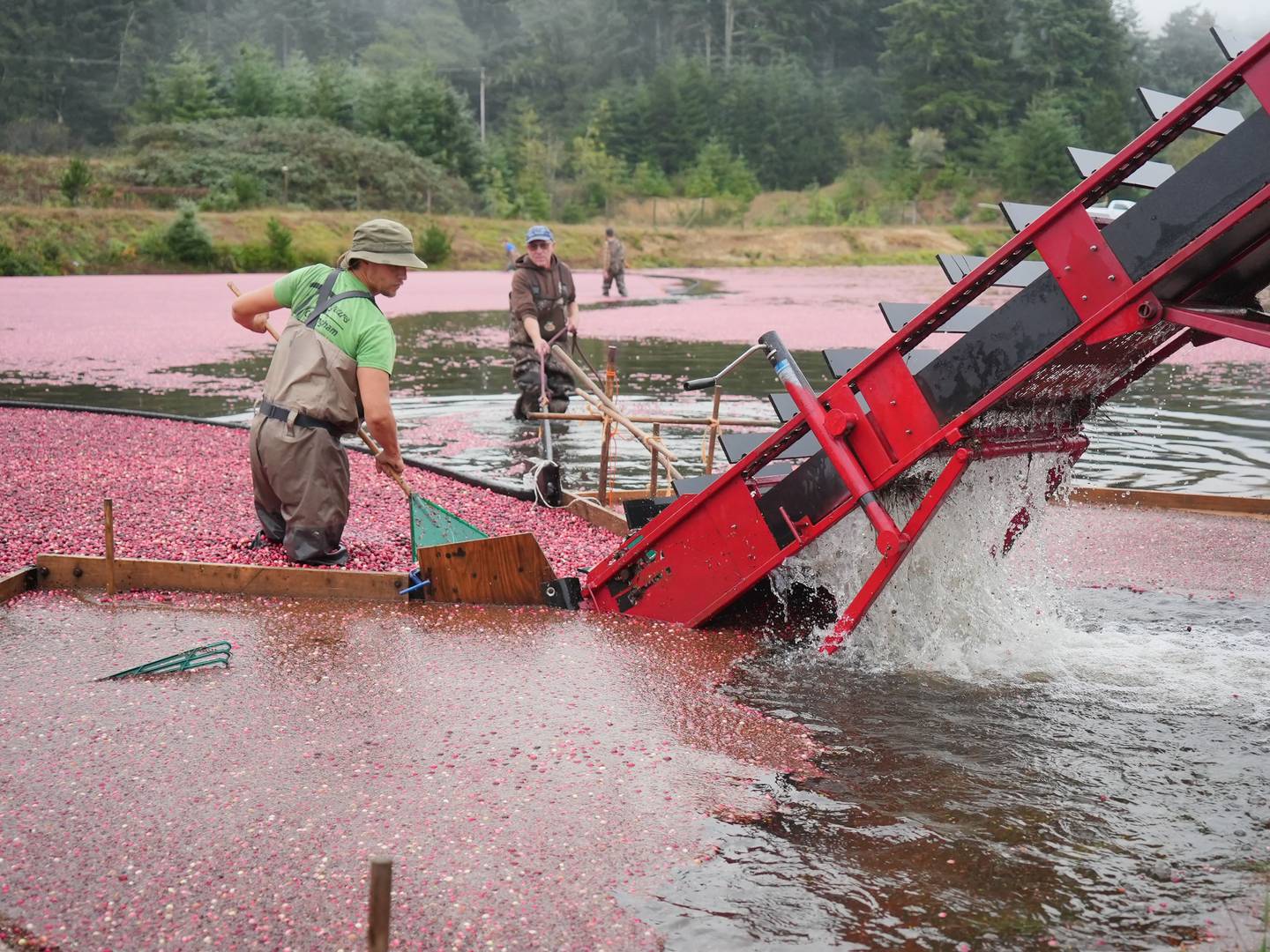 man in waders stands in cranberry bog and uses a rake to push cranberries up an elevator into a truck