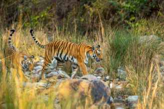 Countries where you can see tigers in the wild | Atlas & Boots