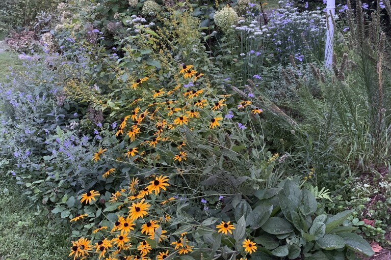 A mix of native and non-native plants in the front yard of a house in Westchester County, N.Y. Unlike lawns, native plants provide food and shelter to bees, birds and other beneficial wildlife. At the dawn of 2024, also known as New Year's resolution season, there are lots of small, easily achievable ways to lead more climate friendly lives. (AP Photo/Julia Rubin)