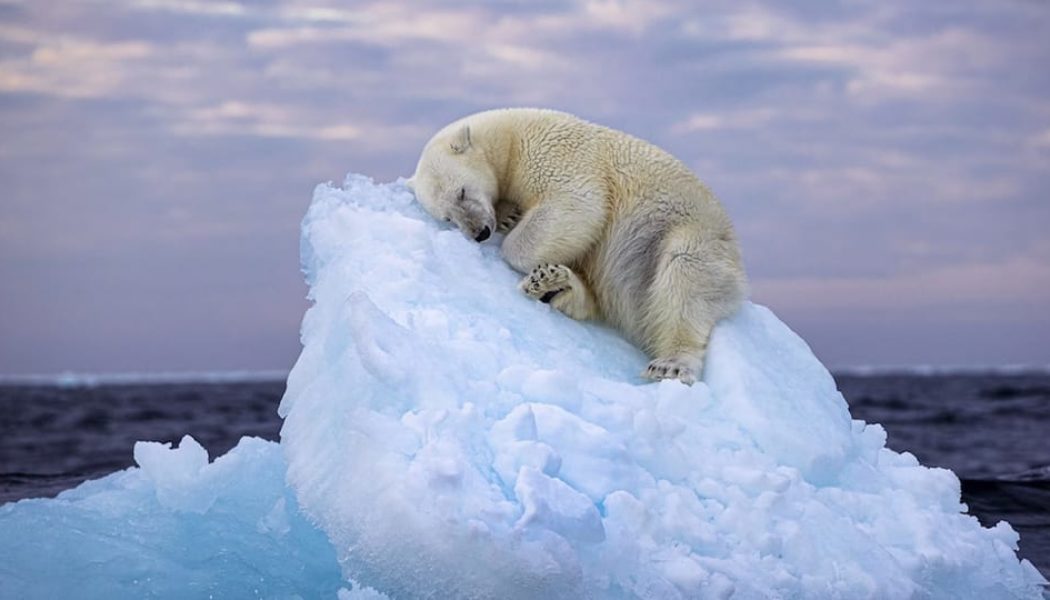 Polar Bear Sleeping on an Iceberg Wins Wildlife Photographer of the Year Award