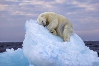 Polar Bear Sleeping on an Iceberg Wins Wildlife Photographer of the Year Award