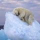 Polar Bear Sleeping on an Iceberg Wins Wildlife Photographer of the Year Award