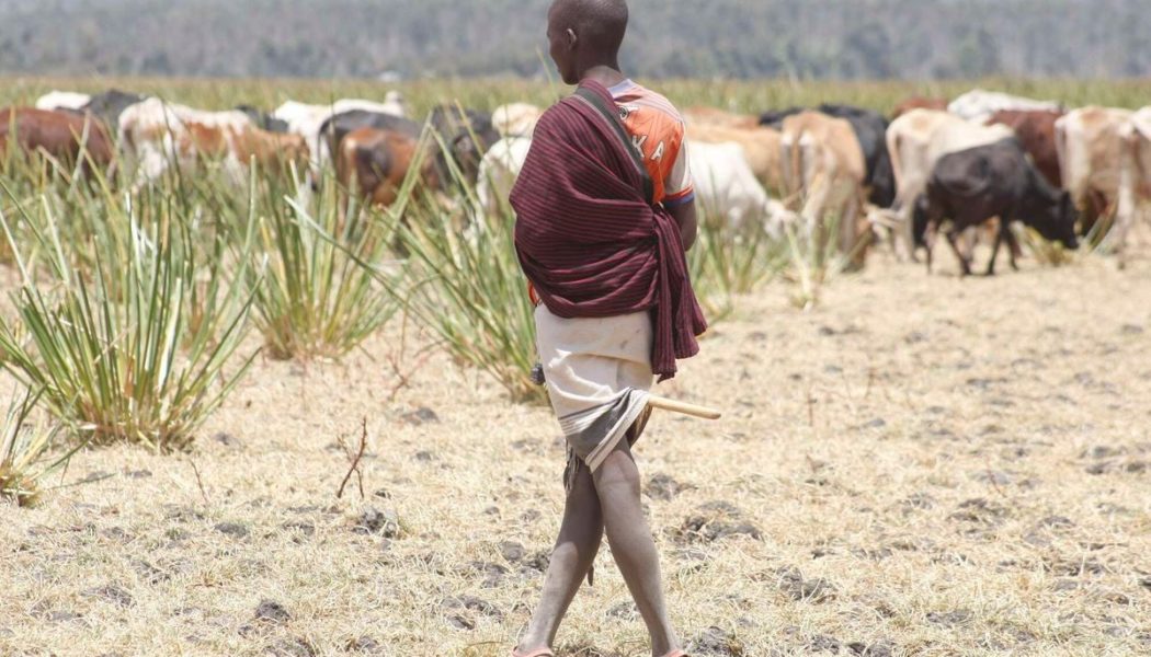 Pastoralists earn Sh1.7bn from carbon credits in three years