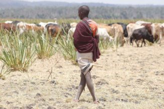 Pastoralists earn Sh1.7bn from carbon credits in three years