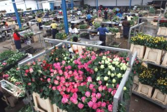 UK waives 8pc duty on Kenya flower exports for two years