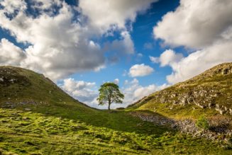 10 famous trees cut down by humans | Atlas & Boots