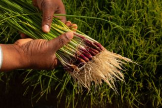 Aquagrain: New Life for Poor Soil